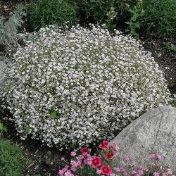 Seme cveća: Gypsophila Elegans Covent Garden White (2000 semenki) Šlajer beli