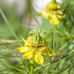 Seme cveća: Nigella orientalis (300 semenki)