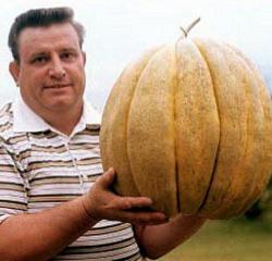 Seme voća: Džinovska dinja - North Carolina Cantaloupe (30 semenki) težina do 15 kg.