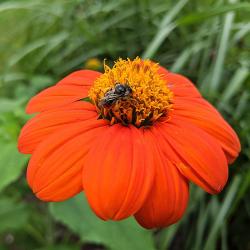 Seme cveća: Tithonia rotundifolia (90 semenki) Mexican sunflower