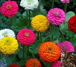 Seme cveća: Lepi Gliša patuljasta (500 semenki) Zinnia Elegans Lilliput 