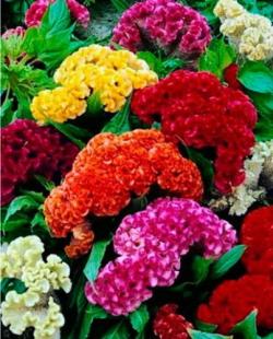 Seme cveća: Petlova kresta - Cockscomb Mix (1400 semenki) Celosia Argentea Cristata