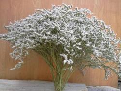 Seme cveća: Štatica Beli (150 semenki) Limonium Tataricum - višegodišnji