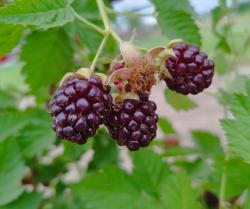 Seme voća: Boysenberry Rubus ursinus (100 semenki)