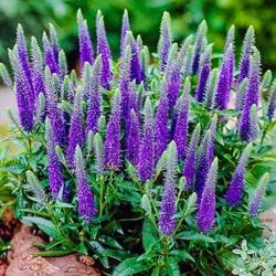 Seme cveća: Veronica Spicata (5000 semneki) Carska sveća