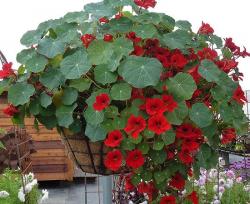 Seme cveća: Dragoljub crveni (50 semenki) Nasturtium Red Empress of India 