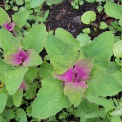 Seme povrća: Spanać drvo (5000 semenki) Chenopodium Giganteum