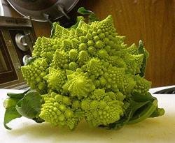 Seme povrća: Karfiol Italian Romanesco Ottobrino (1000 semenki)