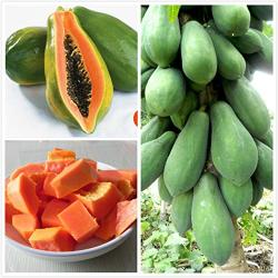 Seme voća: Carica Papaya (50 semenki)