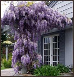 Seme žbunastih vrsta: Wisteria sinensis (5 semenki)