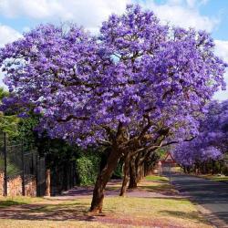 Seme drveća: Jacaranda Mimosifolia (10 semenki) Plava Jacaranda