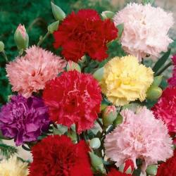 Seme cveća:  Karanfil Mix (300 semenki) Dianthus Carnation Chabaud Mix