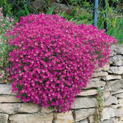 Seme cveća: Aubretia PINK - ružičasti (400 semenki)