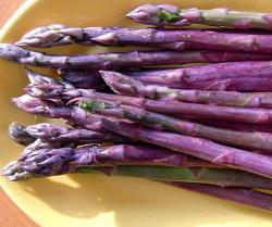 Seme povrća: Asparagus Precoce D’Argentuil Purple (50 semenki) Špargla lilavi