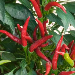 Seme povrća: Chilli Thai Culinary Red (15 semenki)