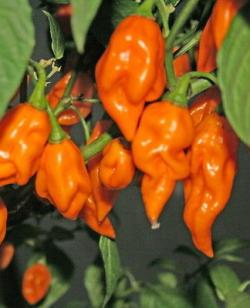 Seme povrća: Chilli Bhut Jolokia Orange (40 semenki)