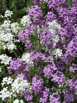 Seme cveća: Noćna viola mix (500 semenki) Hesperis matronalis