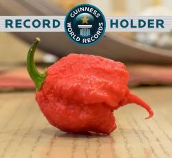 Seme povrća: Carolina reaper (15 semenki) najljuća čili na svetu