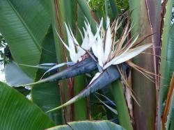 Seme cveća: Strelitzia Nicolai (3 semena) Rajska ptica bela