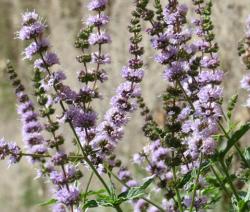 Začini i lekovito bilje: Mentha Spicata (2500 semenki)