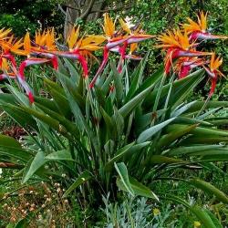 Seme cveća: Strelitzia Reginae (3 semenki)