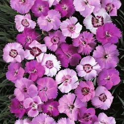 Seme cveća: Karanfil mix - Dianthus Plumarius (100 semenki)