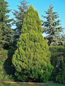 Seme drveća: Lawsonov Cypress (50 semenki) Chamaecypris Lawsoniana