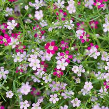 Seme cveća: Šlajer mix - Gypsophila Elegnas mix (2000 semenki)