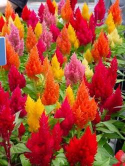 Seme cveća: Celosia Plumosa Mix (1400 semenki)