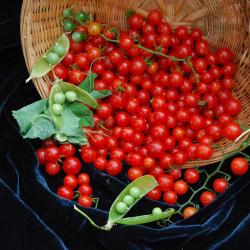 Seme povrća: Paradajz slatki grašak crveni (200 semenki) Sweet Pea Currant Red 