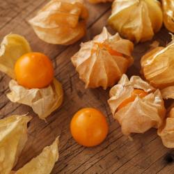 Seme voća: Physalis peruviana (300 semenki) - Peruanska jagoda