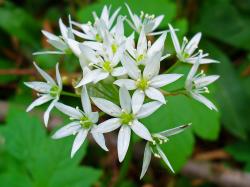 Začini i lekovito bilje: Medveđi luk - Allium ursinium (50 semenki)