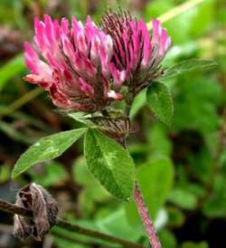 Začini i lekovito bilje: Lucerka - Medicago sativa (10.000 semena) 70 gr.