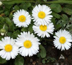 Seme cveća: Bela Rada Bela (1600 semenki) Bellis Perennis Singl White