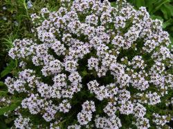 Začini i lekovito bilje: Majčina Dušica - Thymus Vulgaris (5000 semenki)