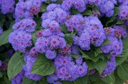 Seme cveća: Ageratum Tetra (800 semenki)