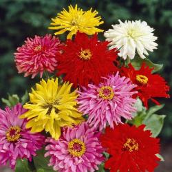 Seme cveća: Lepi gliša kaktus mix (300 semenki) Zinnia cactus mix 