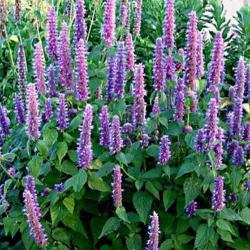 Začini i lekovito bilje: Agastache Foeniculum (1000 semenki) Anise Hyssop