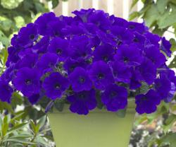 Seme cveća: Petunia Plava - Blue (3000+ semenki)