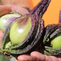 Seme povrća: Patlidžan Carina (150 semenki) Solanum Melongena 