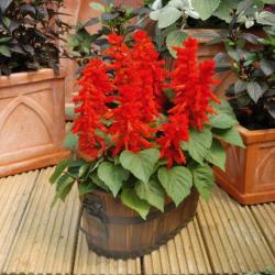 Seme cveća: Kadulja - Salvia Splendens (160 semenki) Sage Scarlet Red