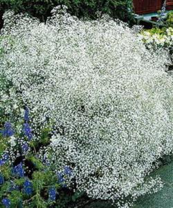 Seme cveća: Šlajer Beli (600 semenki) Gypsophila Paniculata - višegodišnja