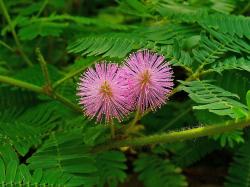 Seme cveća: Mimosa pudica (25 semenki) Stidljiva mimoza