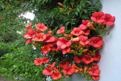 Seme žbunastih vrsta: Tekoma crvena - Trumpet vine red (50 semenki)