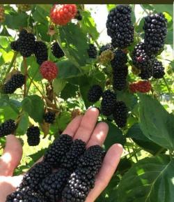 Seme voća: Kupina Jumbo (100 semenki) Thornless Blackberries