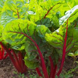 Seme povrća: Blitva - Swiss Chard Rhubarb Red (50 semenki)