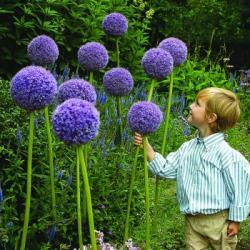 Seme cveća: Allium Giganteum (25 semenki) Ukrasni luk GLOBEMASTER