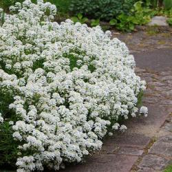 Seme cveća: Iberis Sempervirens Snowflake (250 semenki) višegodišnji