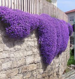 Seme cveća: Aubretia Royal Violet (600 semenki)