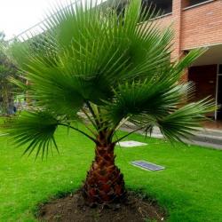 Seme drveća: Washingtonia Filifera (3 semenki)